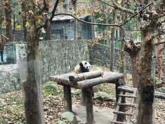 -都江堰中华大熊猫苑