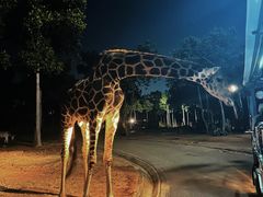 -清迈夜间动物园