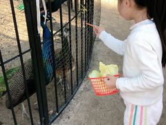 -前小桔亲子创意农场·草莓采摘·露营烧烤