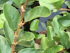 -西湖外事游船(花港观鱼码头)