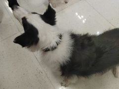 -帕帕拉兹宠物(亚洲旗舰店)