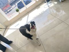 -北京观赏动物医院·24小时大型综合·猫专科·异宠专科