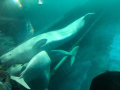 -秦皇岛乐岛海洋王国