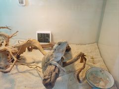 -喵园·猫主题咖啡厅·撸猫·猫咖(国贸店)