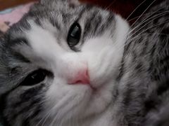 -瑞派福兴宠物医院犬猫全科·骨科·中西医结合(河东店)