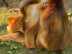 -西安秦岭野生动物园