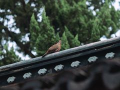 -苏州文庙(姑苏区)