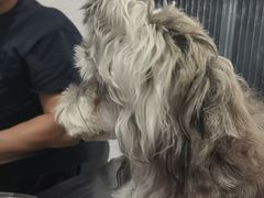 -琪喵猫屋·撸猫猫咖·猫舍