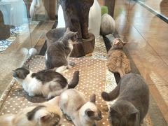 -more than meow吴止猫主题餐厅(承德 中船汇店)