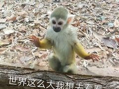 -清迈夜间动物园