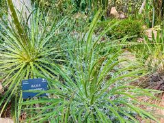-深圳仙湖植物园