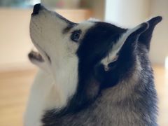 -Husky Go! 哈士奇体验馆·宠物咖啡厅狗咖