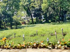 -野蔓果·山野菜(西湖景区·龙井茶田店)