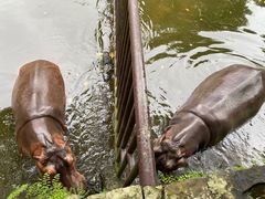 -海南热带野生动植物园