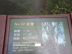 -阿里山神木遗迹