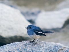 -深圳湾公园(南山区)