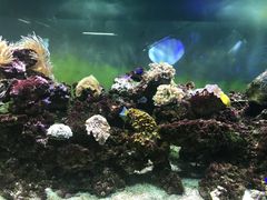 -御唐府海珊瑚主题餐厅