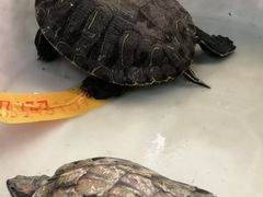 -众彩物流水产市场