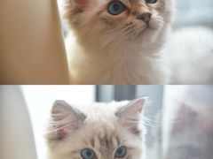 -吉丁鸟咖·异宠·寄养