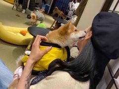 -逗柴咖啡屋·狗咖猫咖宠物桌游
