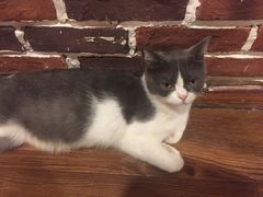 -猫友咖啡店(玉林西路店)