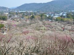-香雪海