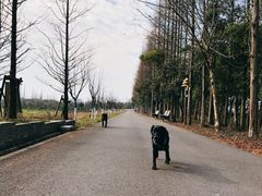 -上海长兴岛郊野公园