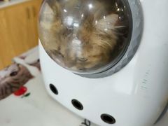 -宠颐生宠物医院·异宠猫科内科·诊疗中心宠巢店