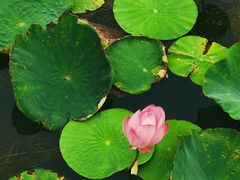 -天津东丽湖风景区