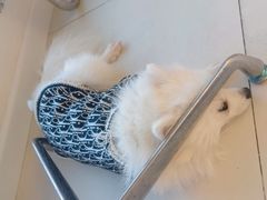 -怪兽屋·羊驼·猫咖·狗咖(俊华广场店)