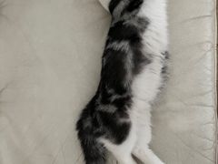 -喵zoo家庭繁育猫舍(尖东智能花园店)