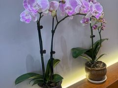 -Tomado绿色烘焙(大尧三路店)