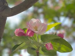 -海棠花溪(元大都城垣遗址公园)