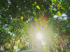 -南宁良凤江国家森林公园