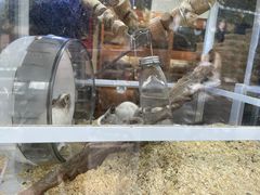 -酷以爬仙阁实体爬宠店·守宫·蜥蜴·专业繁育