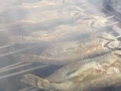 烤狗鱼-老街冷水鱼烧烤(河堤夜市店)