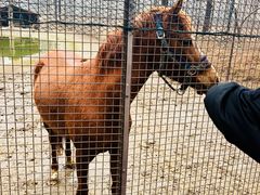 马-黄海国家森林公园