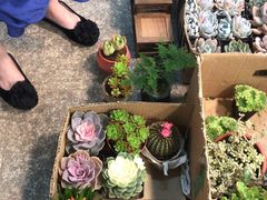 -双季花艺园艺市场(浦东店)