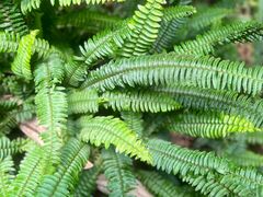 -呀路古热带植物园