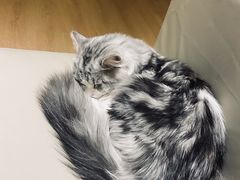 -猫腻·猫咖·撸猫馆(星光大道店)