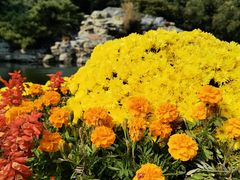 -香山公园