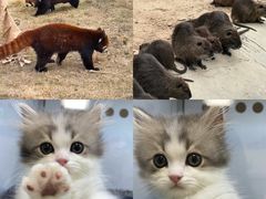 -新疆天山野生动物园