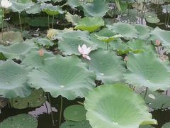 荷花-东莞市可园博物馆