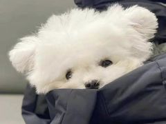 -华莱士·全鸡汉堡(越秀云台花园店)