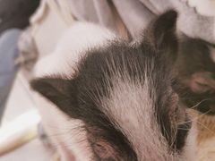 -浣熊柯尔鸭土拨鼠·电玩咖