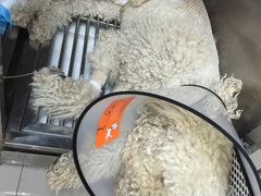 -瑞派宠物医院·24h·骨外科·皮肤科·全科宠物医疗转诊中心(沈阳浑南院)