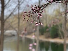 -朝阳公园