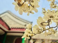 -天津大悲禅院