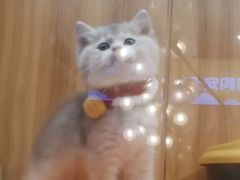 -欣宠猫屋·矮脚拿破仑·蓝金金渐层