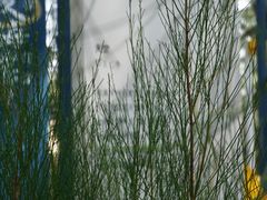 -大京沙滩